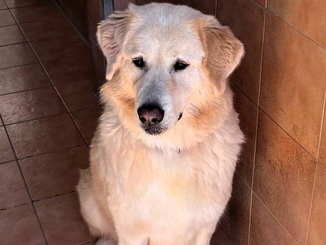 Adotta un cane, maschio, 6 anni e 5 mesi, Milano