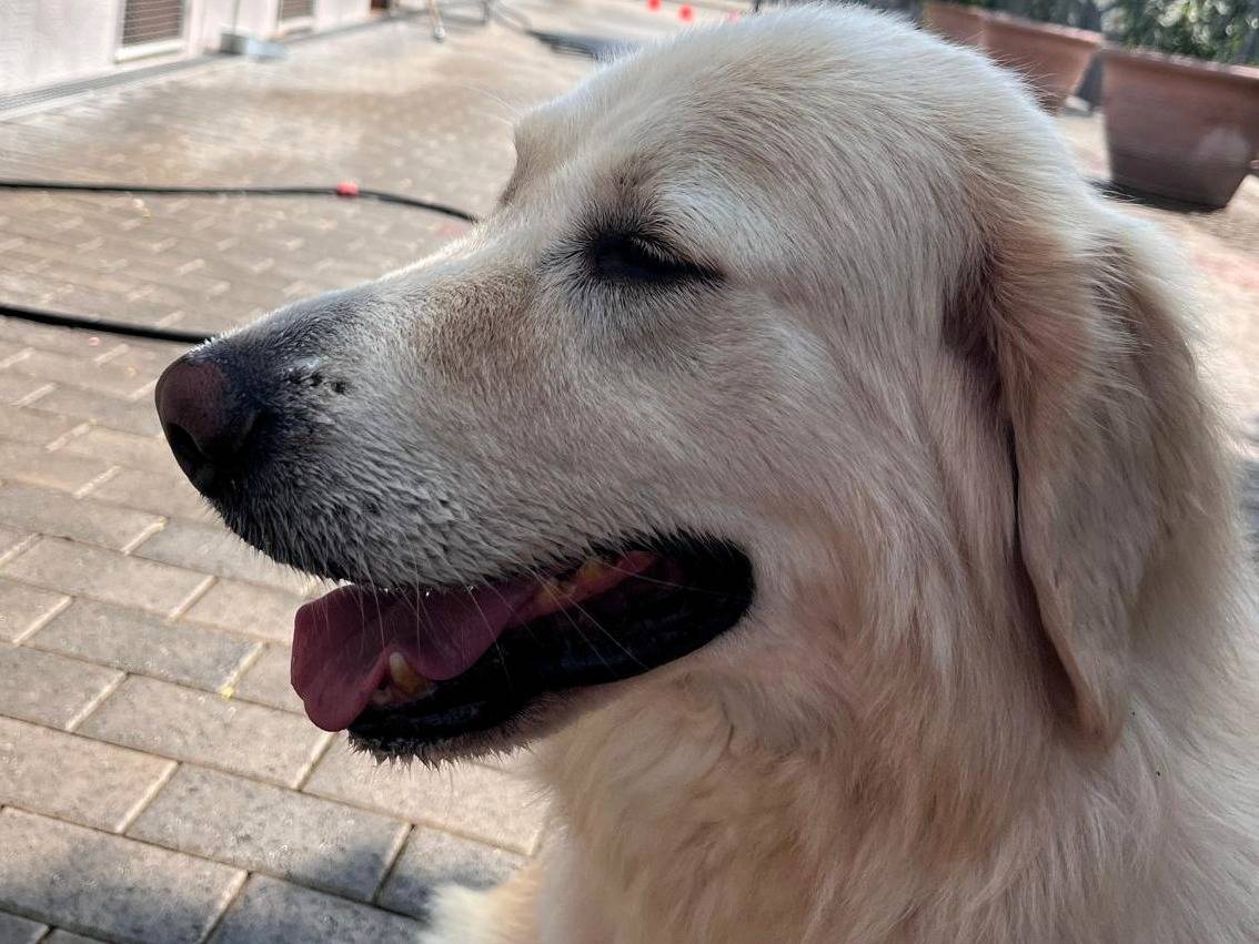 Adotta un cane, taglia media, maschio, Milano