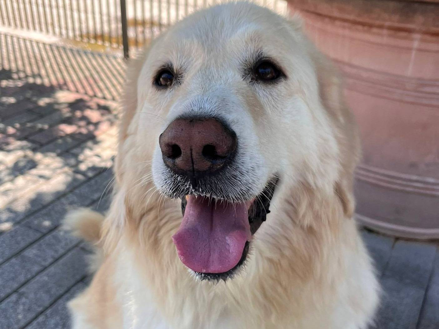 Vuoi adottare un cane a Milano?