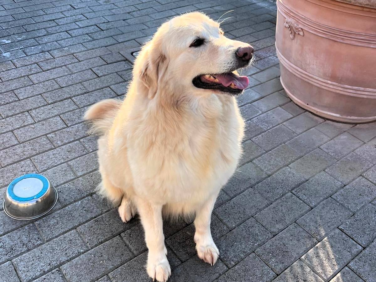 Adotta il cane SALOMONE a Milano