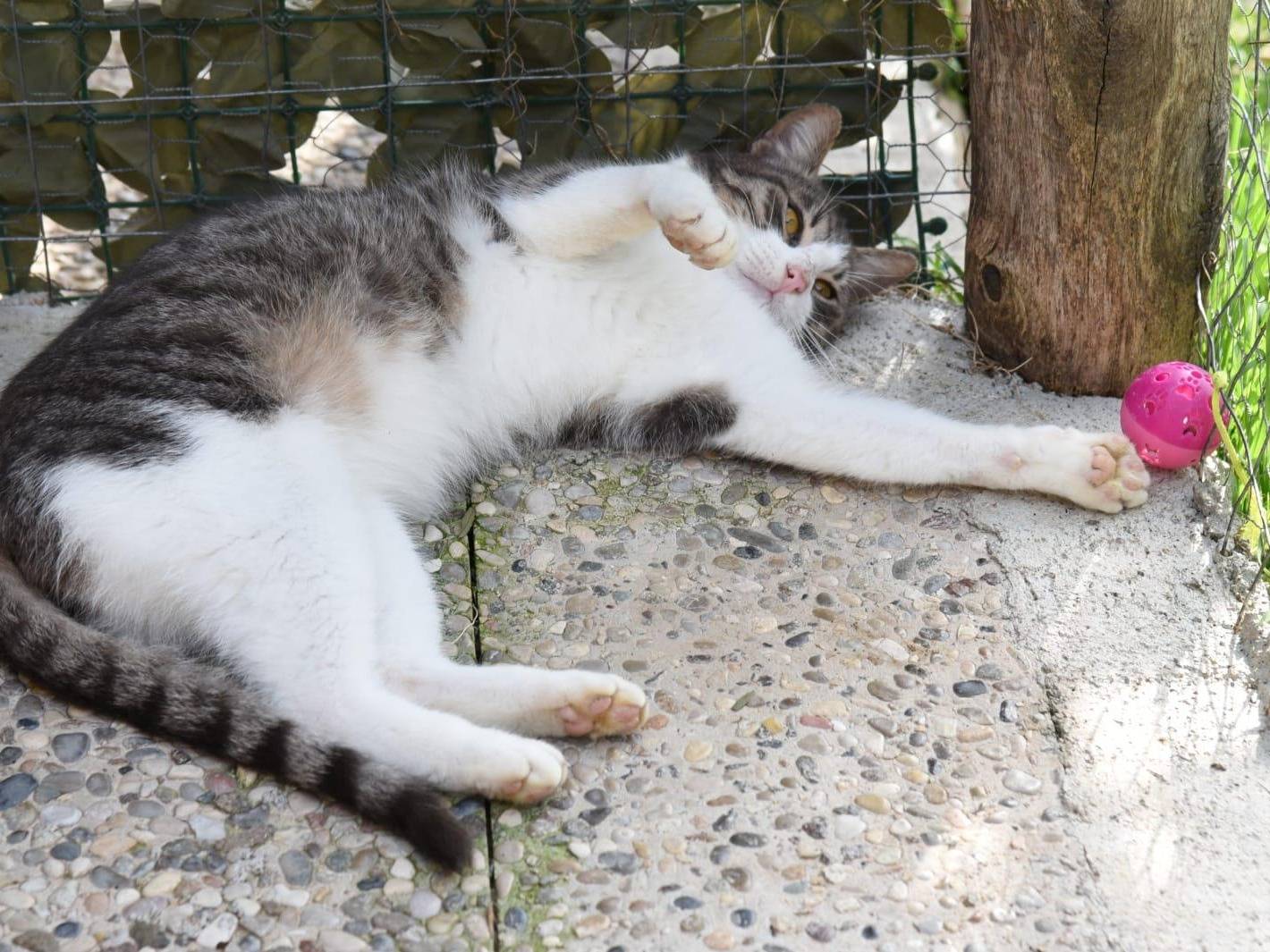 Vuoi adottare un gatto a Roma?