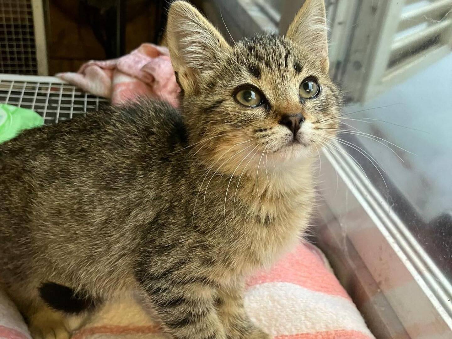 Adozione gatto, maschio, Razza sconosciuta Razza sconosciuta, 2 mesi, taglia non valida, Roma