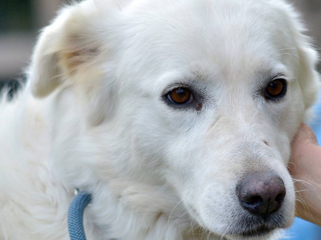 Adotta un cane, taglia grande, femmina, Roma