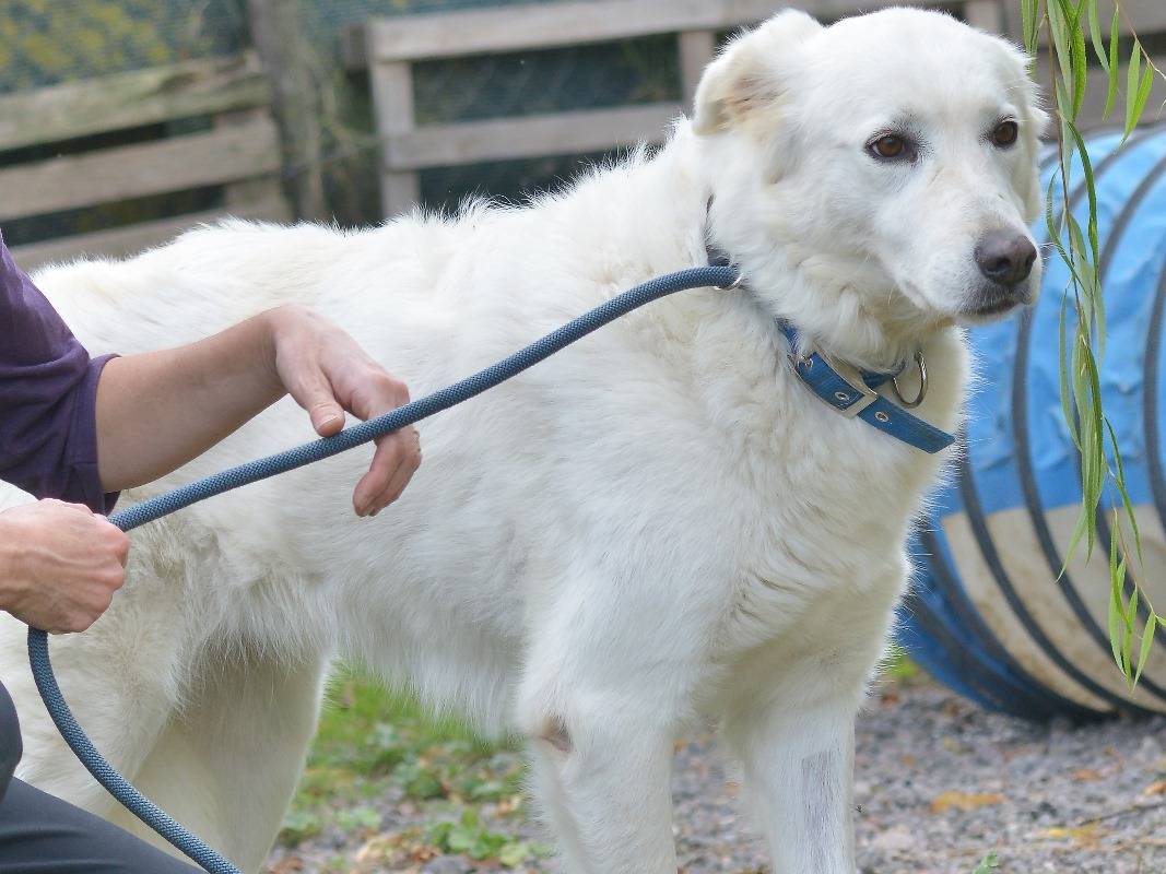 Adotta il cane MIRIAM a Roma