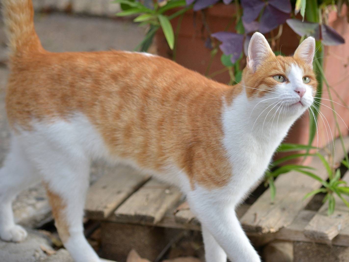Vuoi adottare un gatto a Roma?