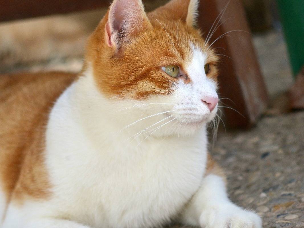 Adotta il gatto Salvo a Roma