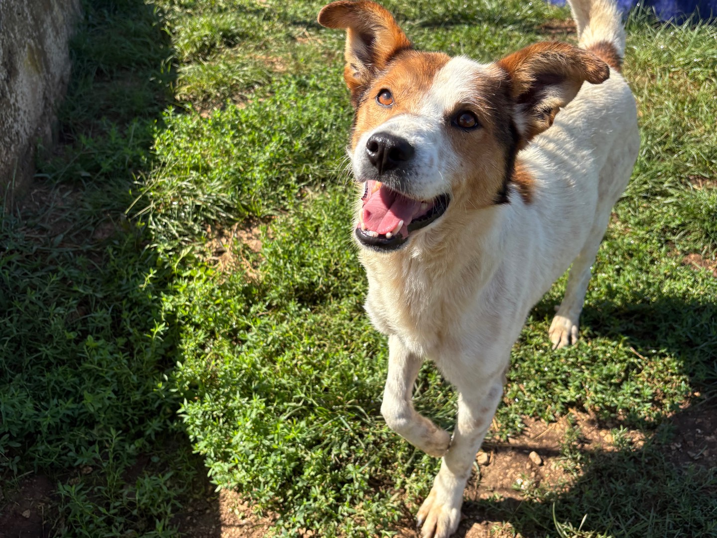 Adozione cane, maschio, Razza sconosciuta Razza sconosciuta, 2 anni e 5 mesi, taglia media contenuta, Frosinone