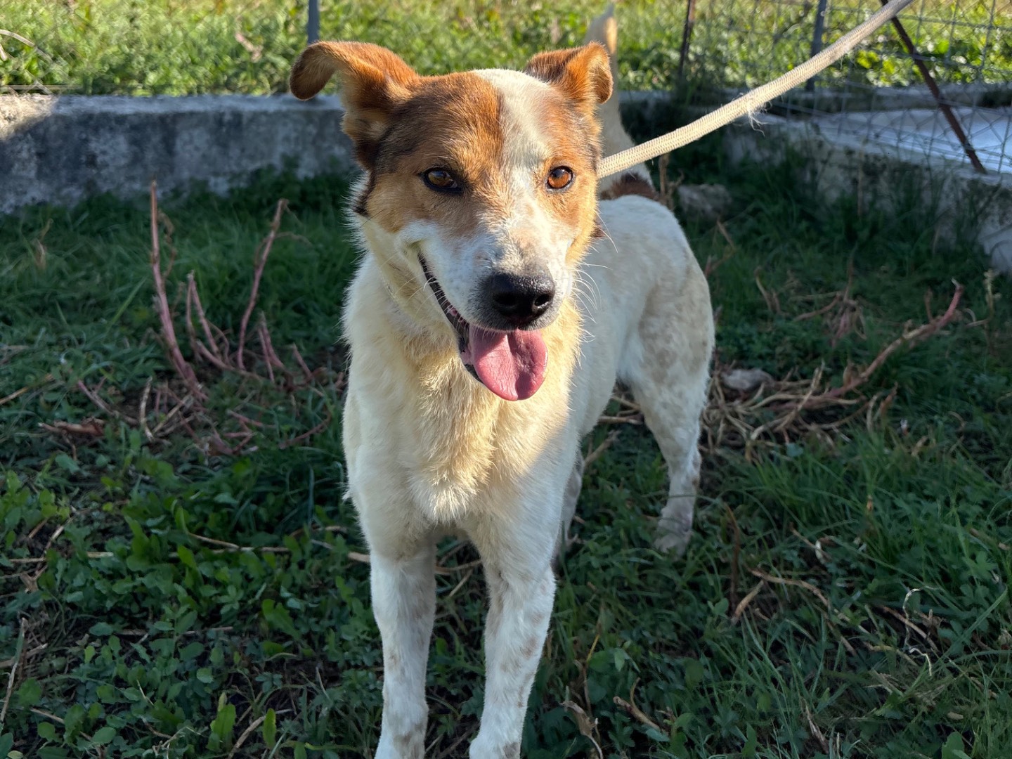 Adotta un cane, taglia media contenuta, maschio, Frosinone