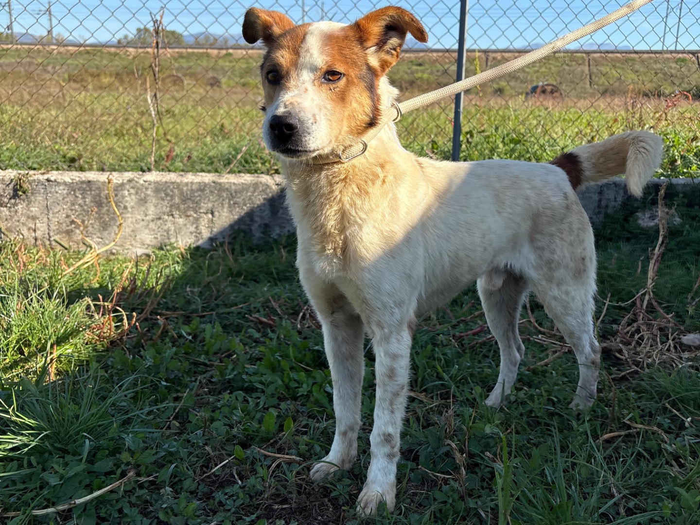 Vuoi adottare un cane a Frosinone?
