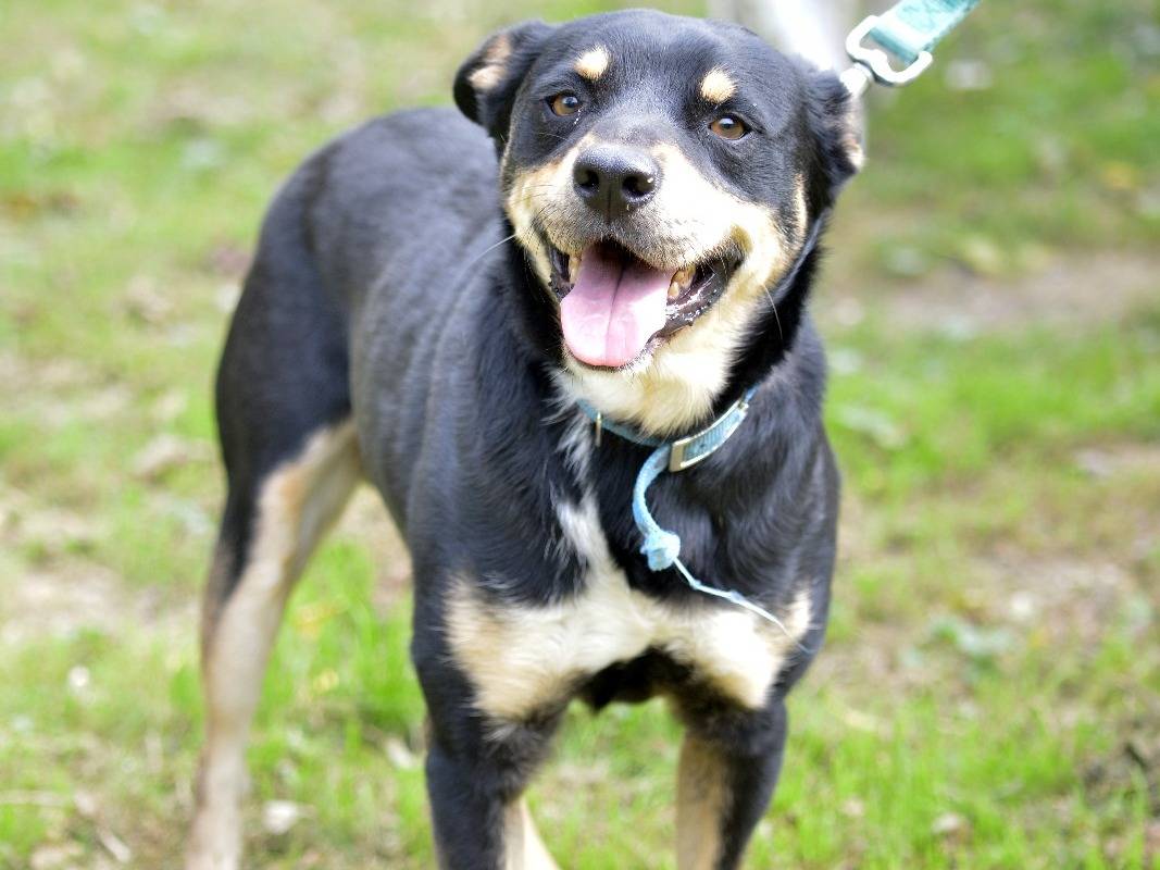 Vuoi adottare un cane a Roma?