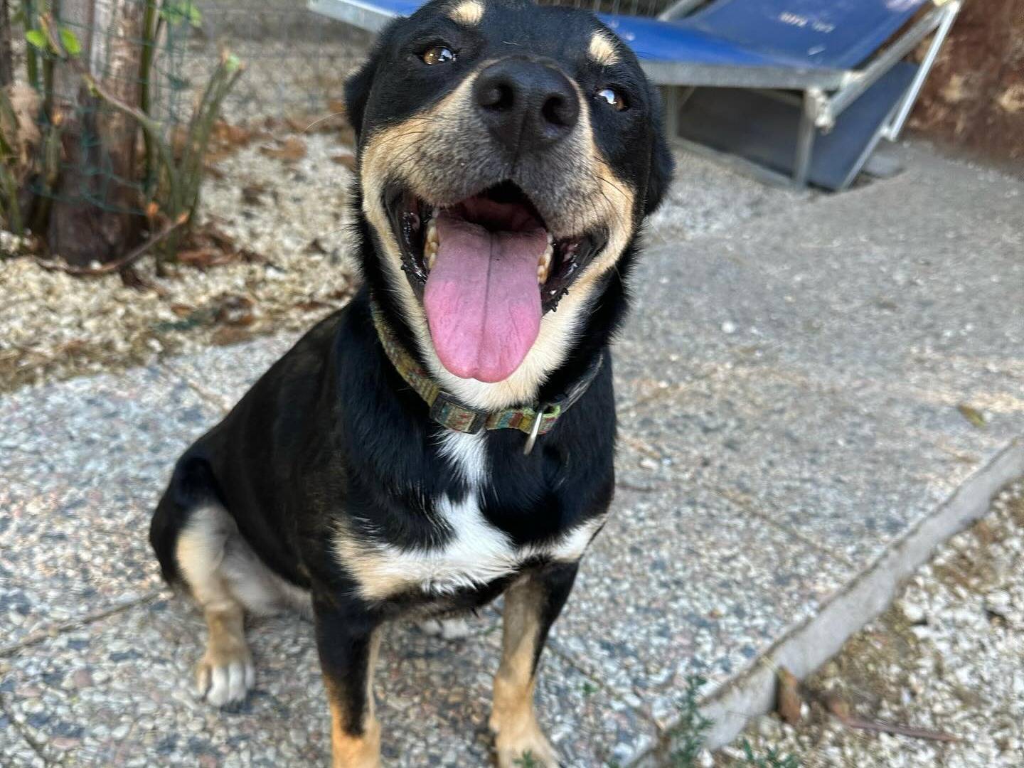 Adotta il cane LUISS a Roma