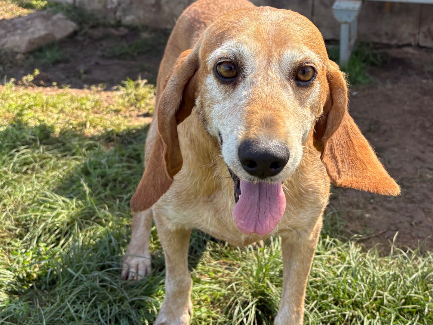 Adozione cane, maschio, Segugio Razza sconosciuta, 6 anni e 4 mesi, taglia media, Frosinone