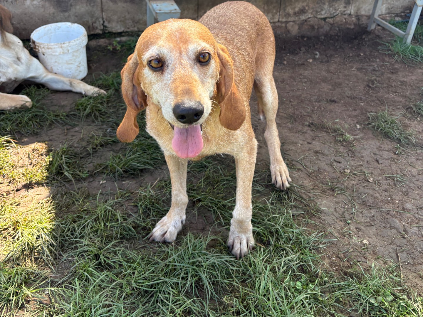 Adotta un cane, maschio, 6 anni e 4 mesi, Frosinone