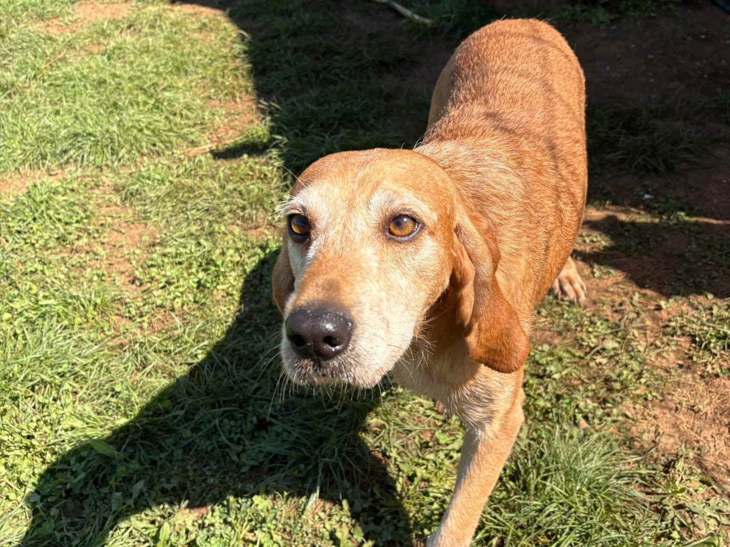 Adotta un cane, taglia media, maschio, Frosinone