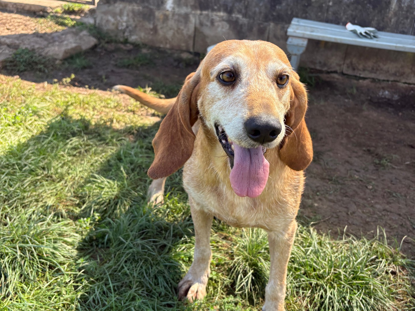 Vuoi adottare un cane a Frosinone?