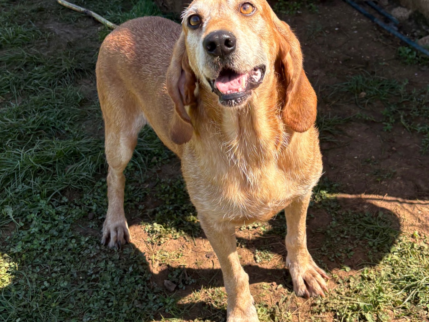 Adotta il cane Pluto a Frosinone