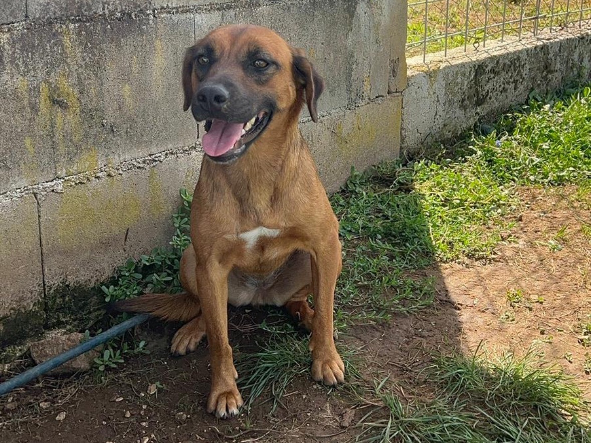 Adozione cane, femmina, Razza sconosciuta Razza sconosciuta, 1 anno e 3 mesi, taglia media contenuta, Frosinone