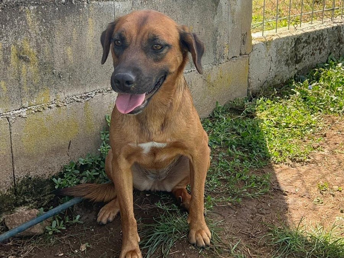 Adotta un cane, femmina, 1 anno e 3 mesi, Frosinone