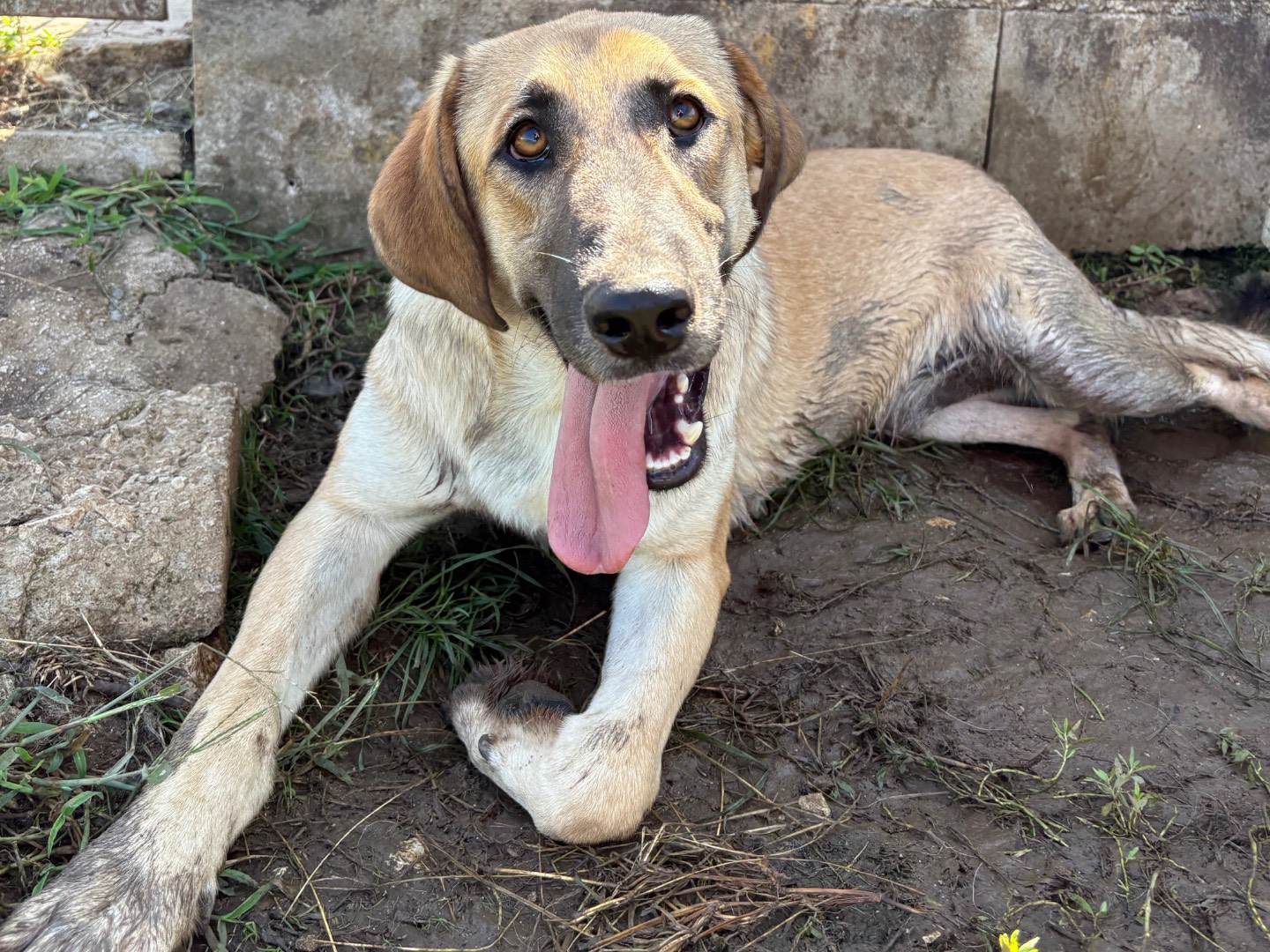 Adozione cane, maschio, Razza sconosciuta Razza sconosciuta, 1 anno e 2 mesi, taglia media, Frosinone
