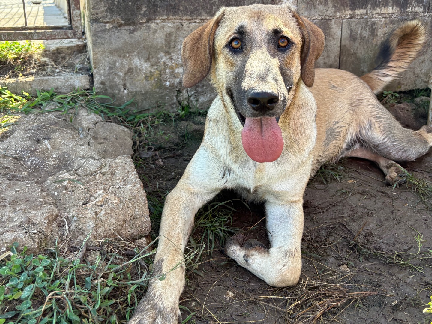 Adotta un cane, maschio, 1 anno e 2 mesi, Frosinone