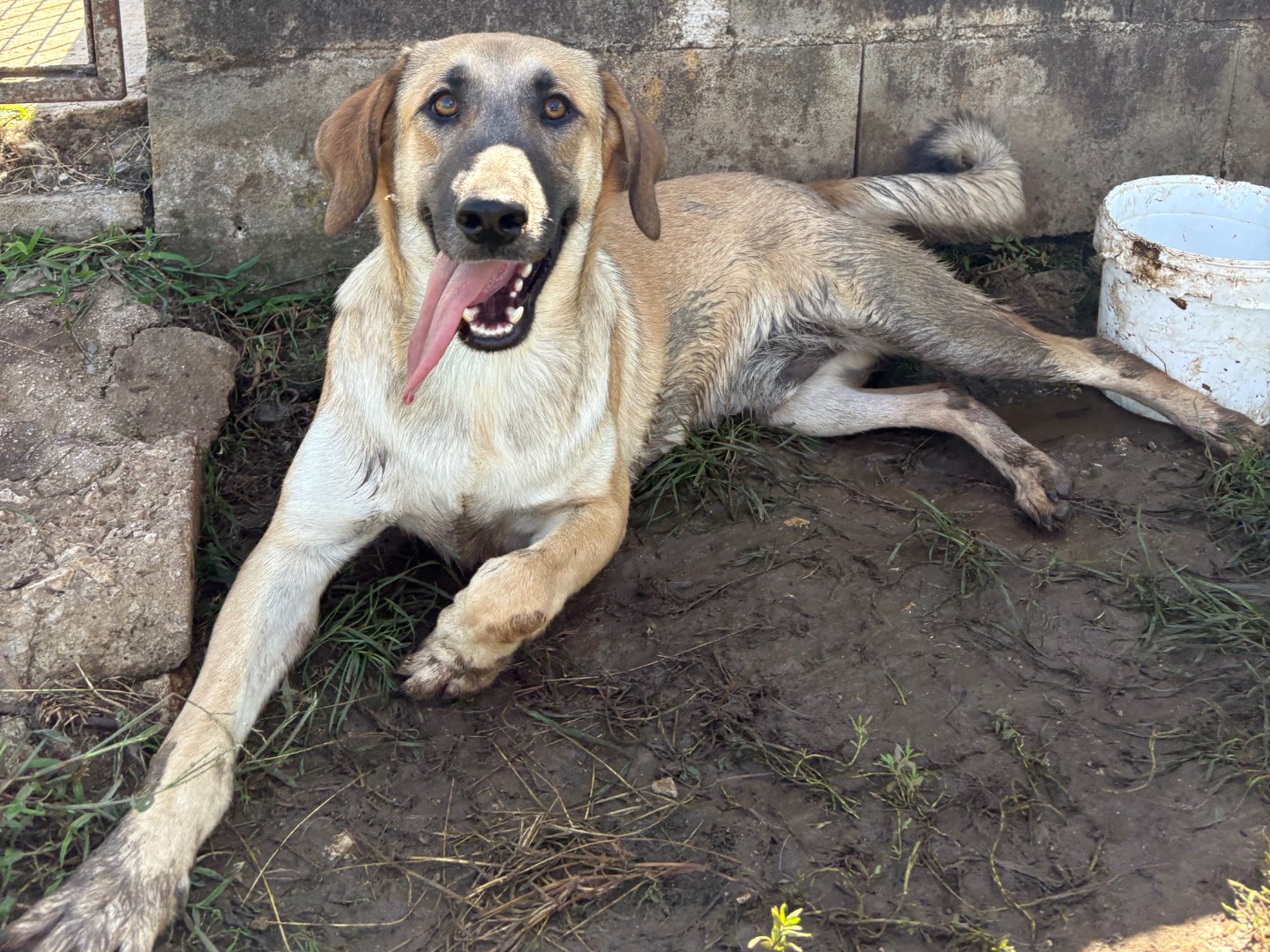 Adotta un cane, taglia media, maschio, Frosinone