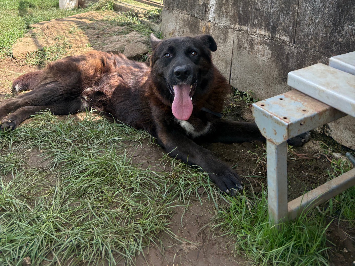 Adozione cane, maschio, Razza sconosciuta Razza sconosciuta, 3 anni e 10 mesi, taglia media, Frosinone
