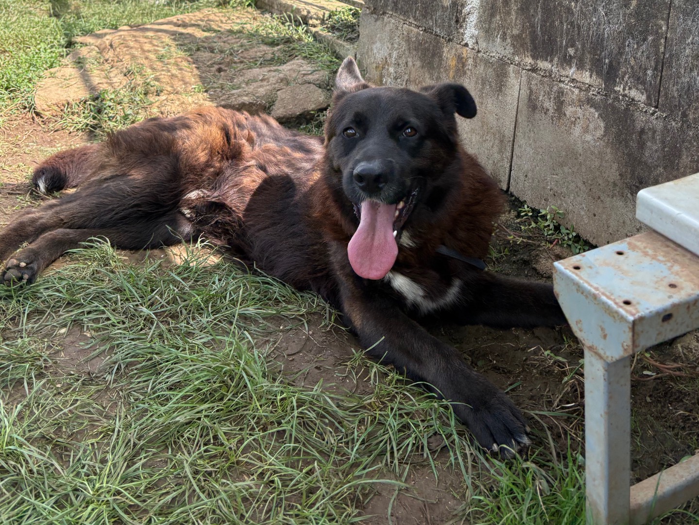 Adotta un cane, maschio, 3 anni e 10 mesi, Frosinone