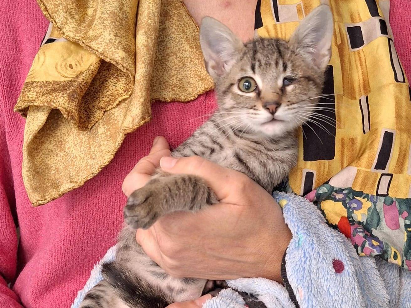 Vuoi adottare un gatto a Genova?