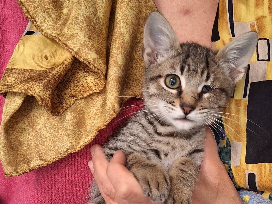 Adotta un gatto, taglia non valida, femmina, Genova