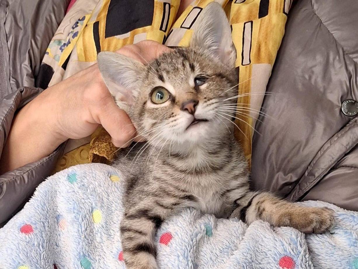 Adotta il gatto Ercolino a Genova