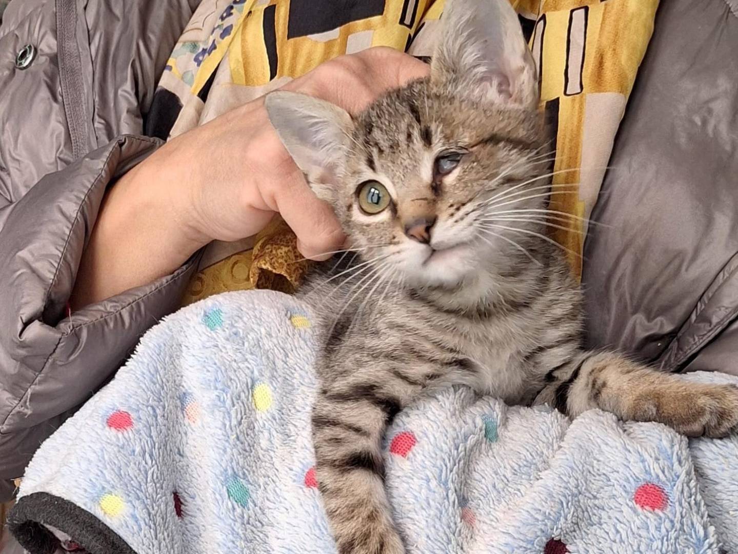 Adozione gatto, femmina, Razza sconosciuta Razza sconosciuta, 2 mesi, taglia non valida, Genova