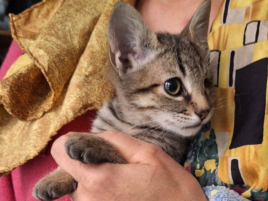 Adotta un gatto, femmina, 2 mesi, Genova