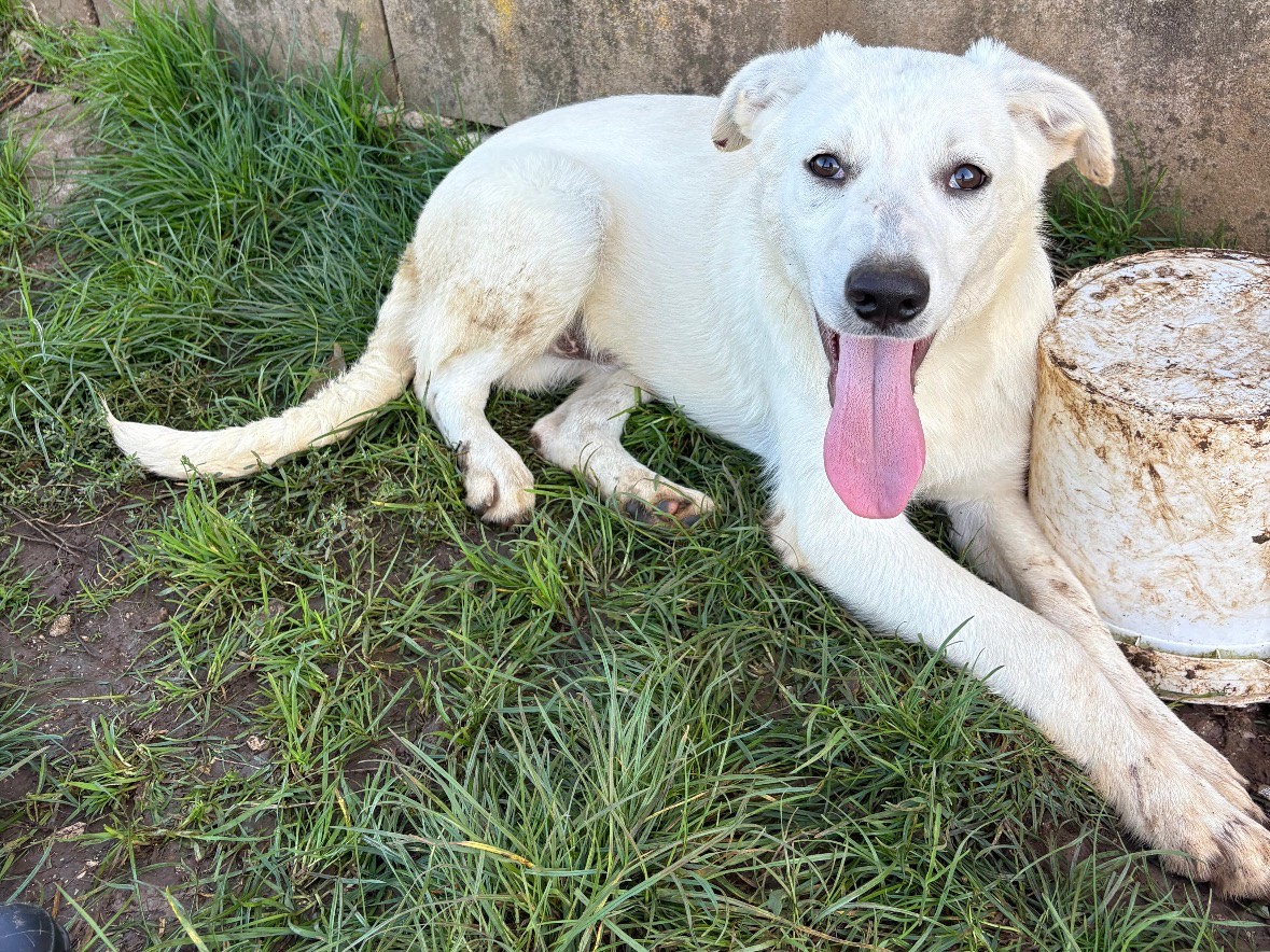 Adozione cane, maschio, Razza sconosciuta Razza sconosciuta, 6 mesi, taglia media, Frosinone