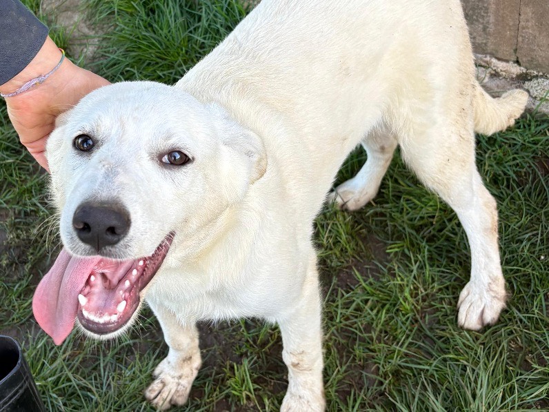 Adozione cane, femmina, Razza sconosciuta Razza sconosciuta, 6 mesi, taglia media, Frosinone
