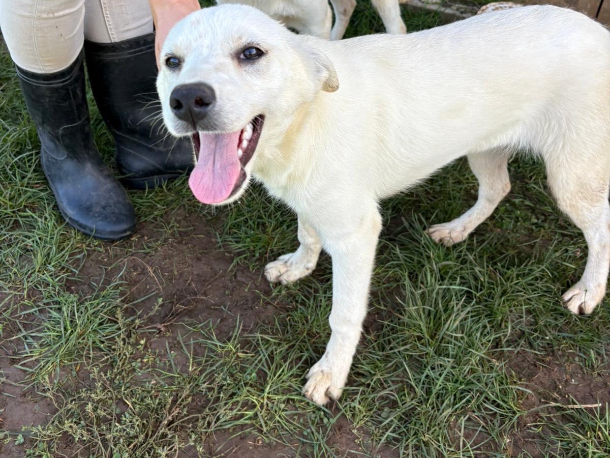 Adotta un cane, femmina, 6 mesi, Frosinone