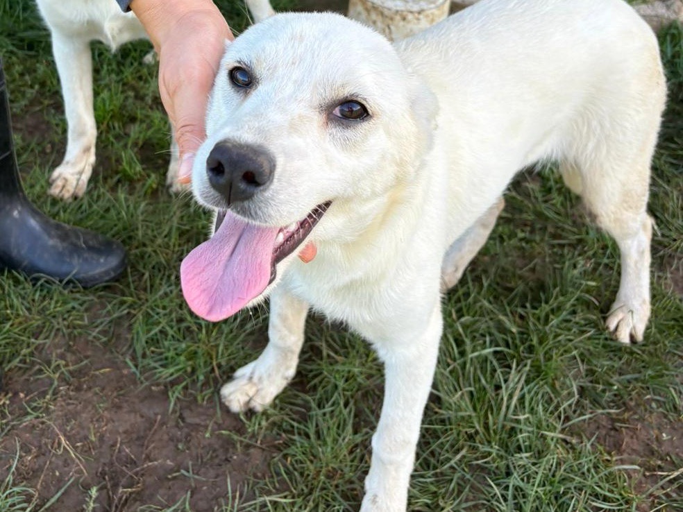 Adotta un cane, taglia media, femmina, Frosinone