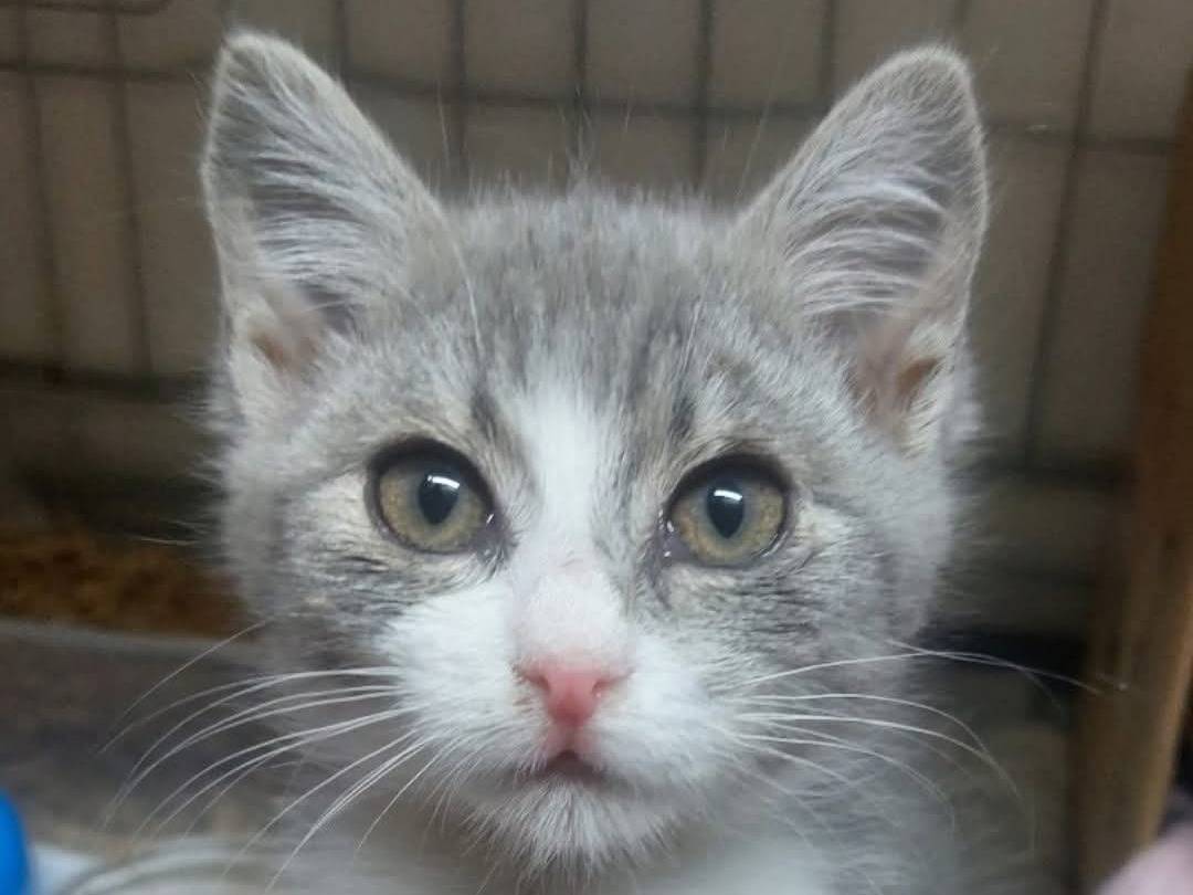 Adozione gatto, femmina, Razza sconosciuta Razza sconosciuta, 3 mesi, taglia non valida, Bologna