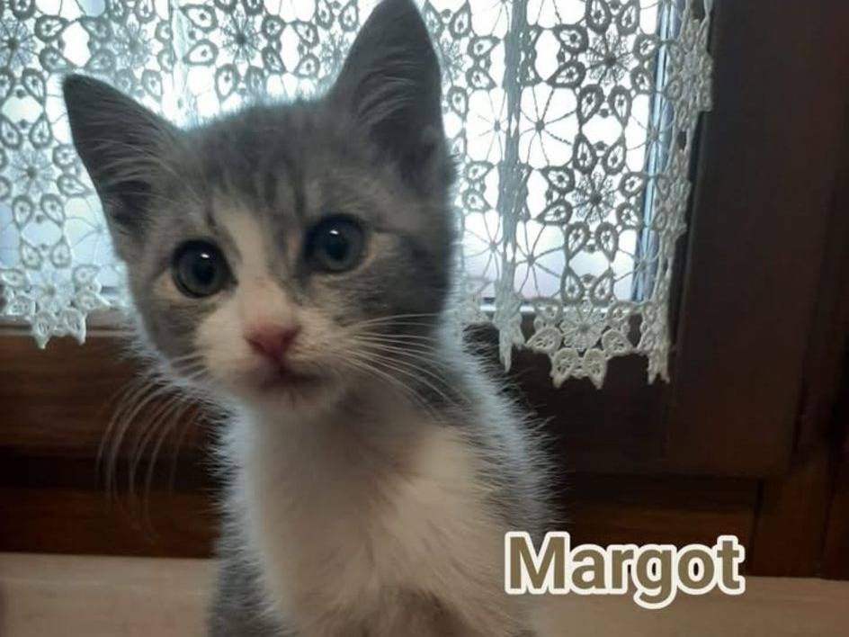 Adotta un gatto, femmina, 3 mesi, Bologna