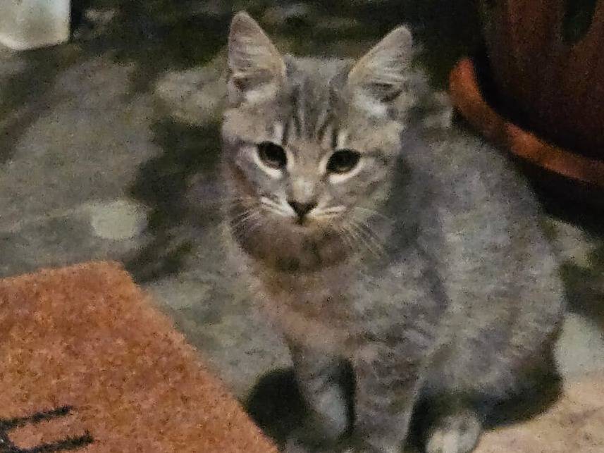 Adozione gatto, femmina, Razza sconosciuta Razza sconosciuta, 3 mesi, taglia non valida, Modena