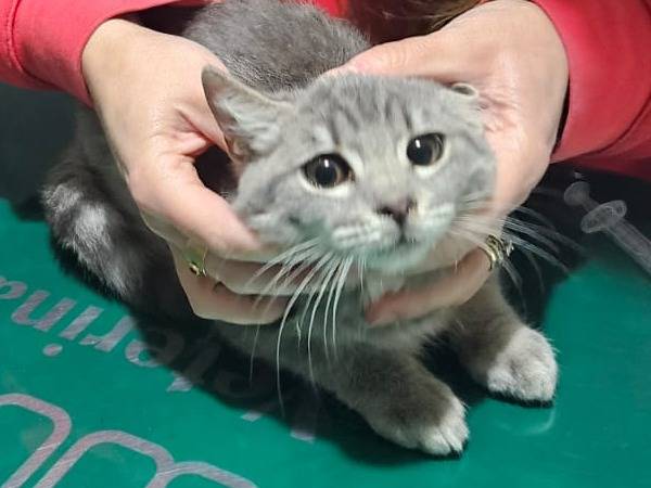 Adotta un gatto, femmina, 3 mesi, Modena