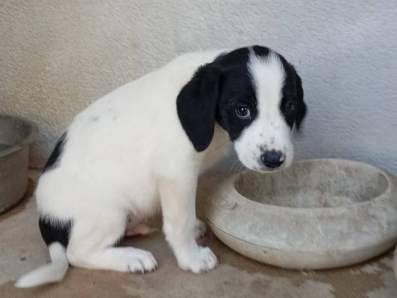 Vuoi adottare un cane a Caserta?