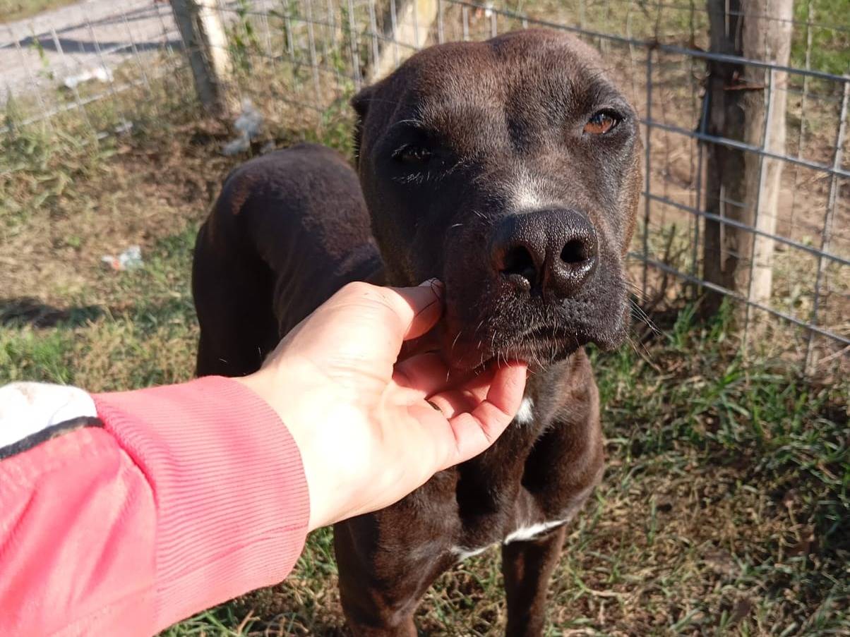 Adozione cane, femmina, Pitbull Razza sconosciuta, 4 anni e 10 mesi, taglia media, Caserta