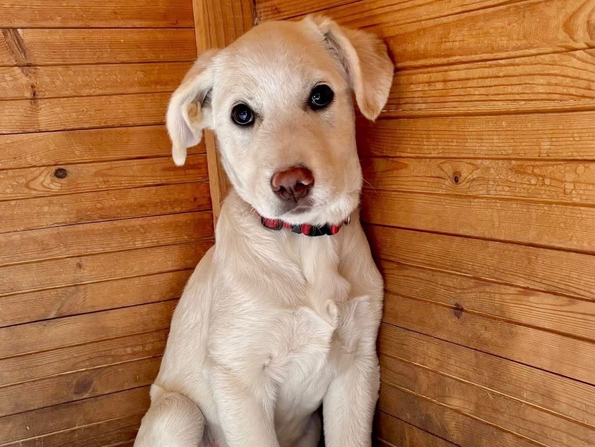 Adozione cane, maschio, Razza sconosciuta Razza sconosciuta, 3 mesi, taglia media, Firenze