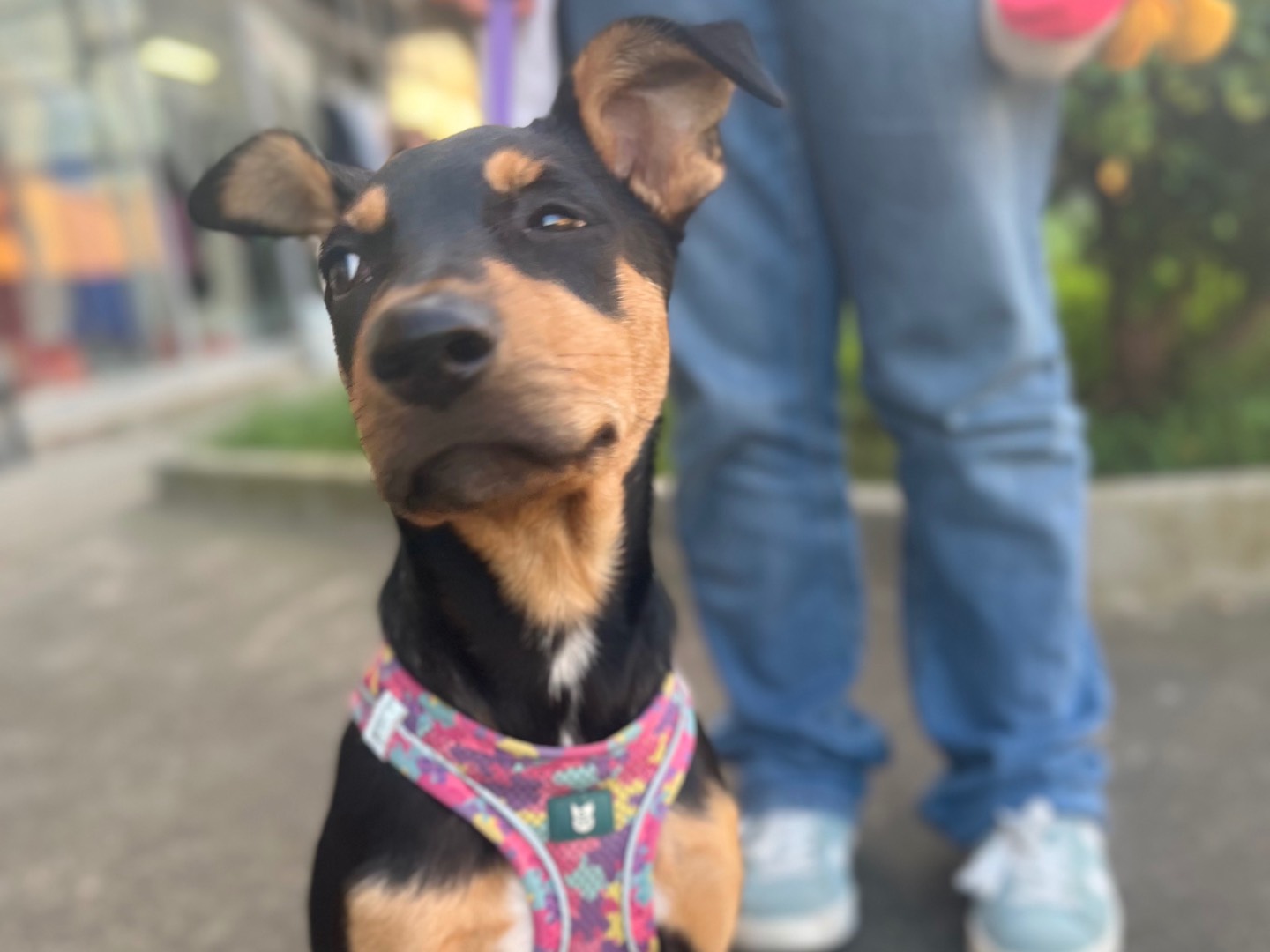 Adozione cane, femmina, Razza sconosciuta Razza sconosciuta, 4 mesi, taglia media, Siracusa