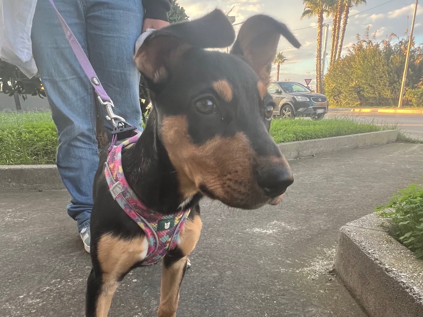 Adotta un cane, taglia media, femmina, Siracusa