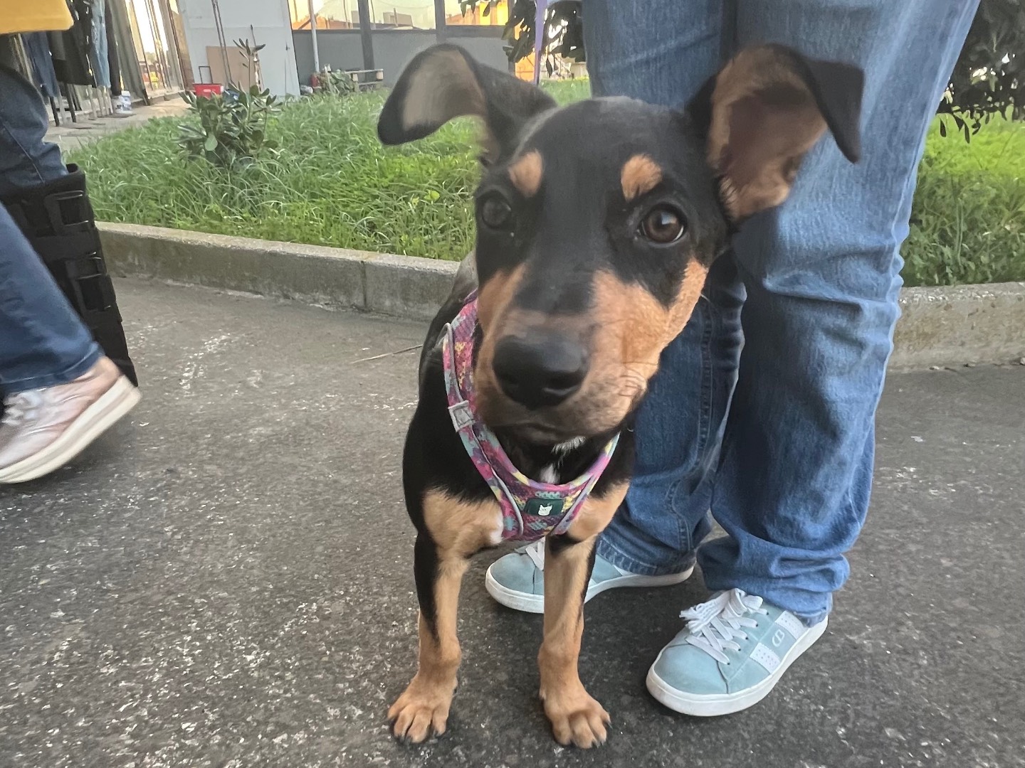 Vuoi adottare un cane a Siracusa?