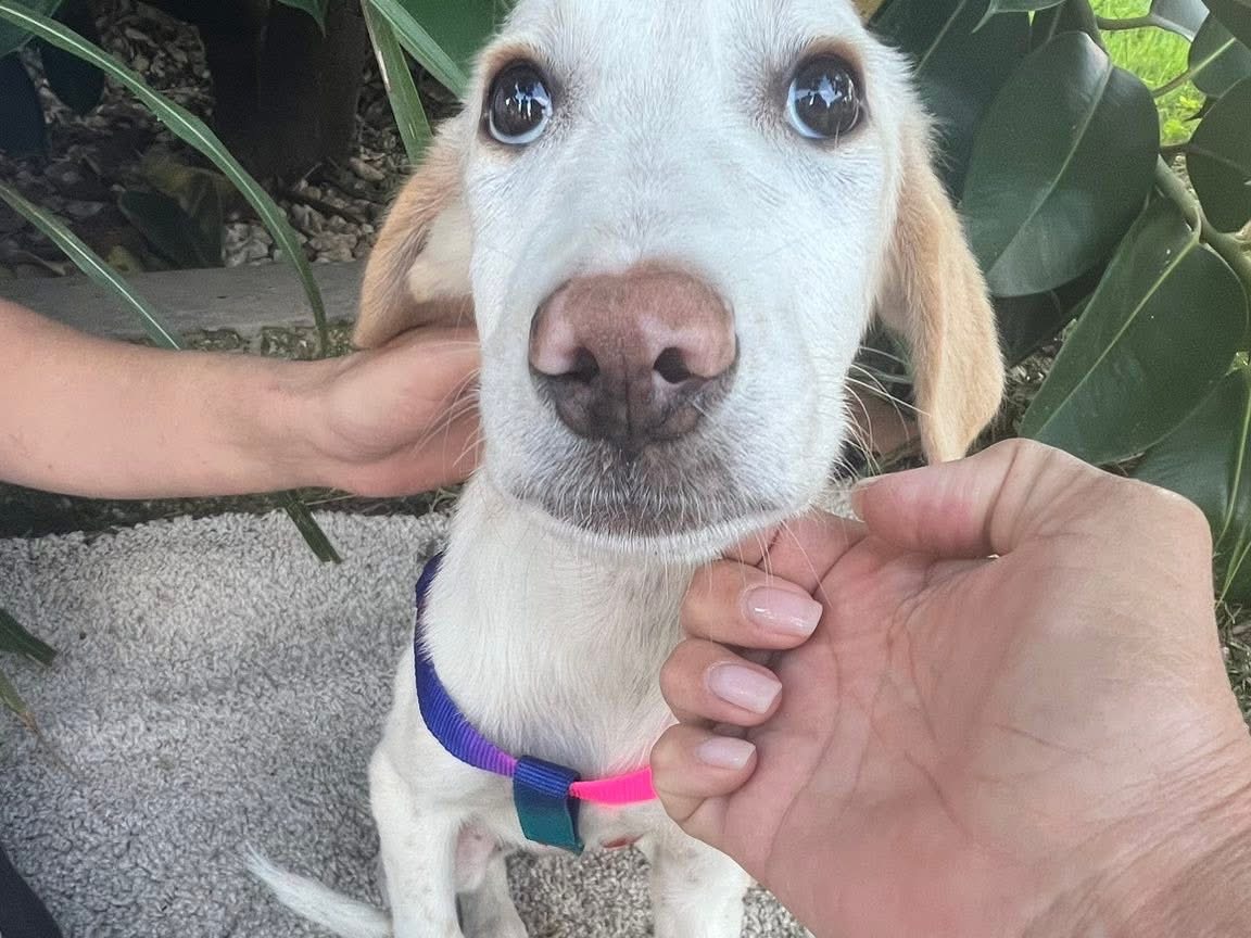 Adotta un cane, femmina, 4 mesi, Siracusa