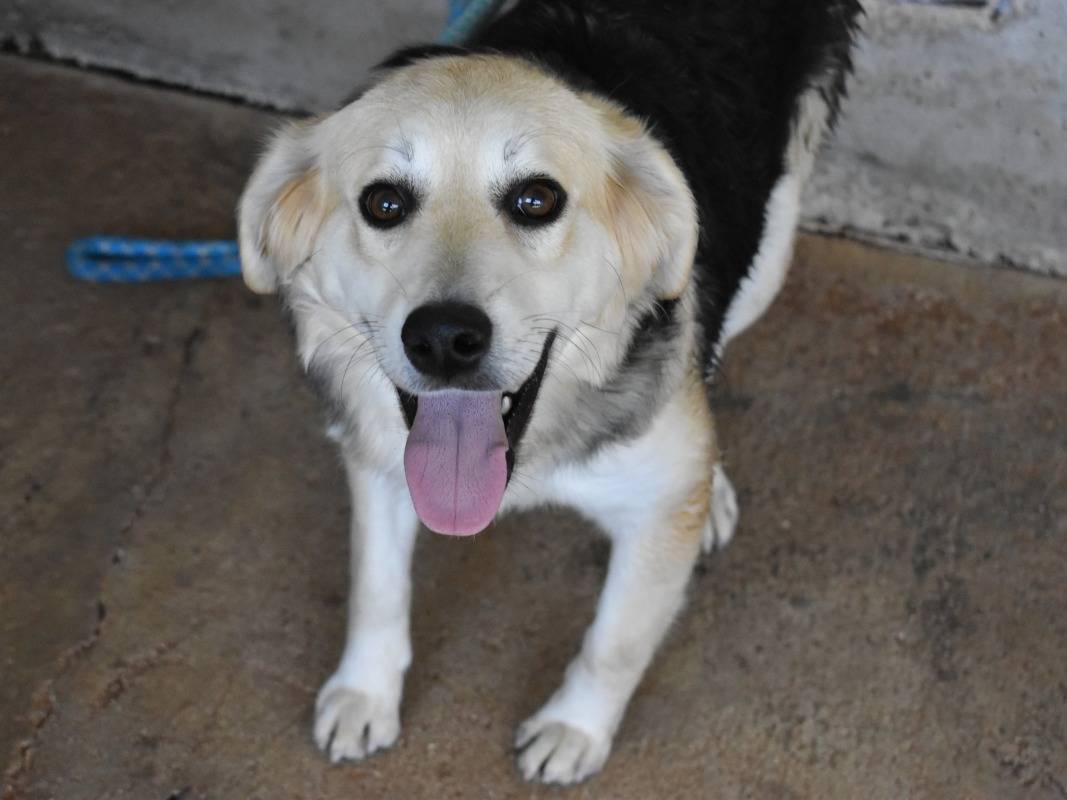Adozione cane, femmina, Razza sconosciuta Razza sconosciuta, 7 mesi, taglia media contenuta, Roma