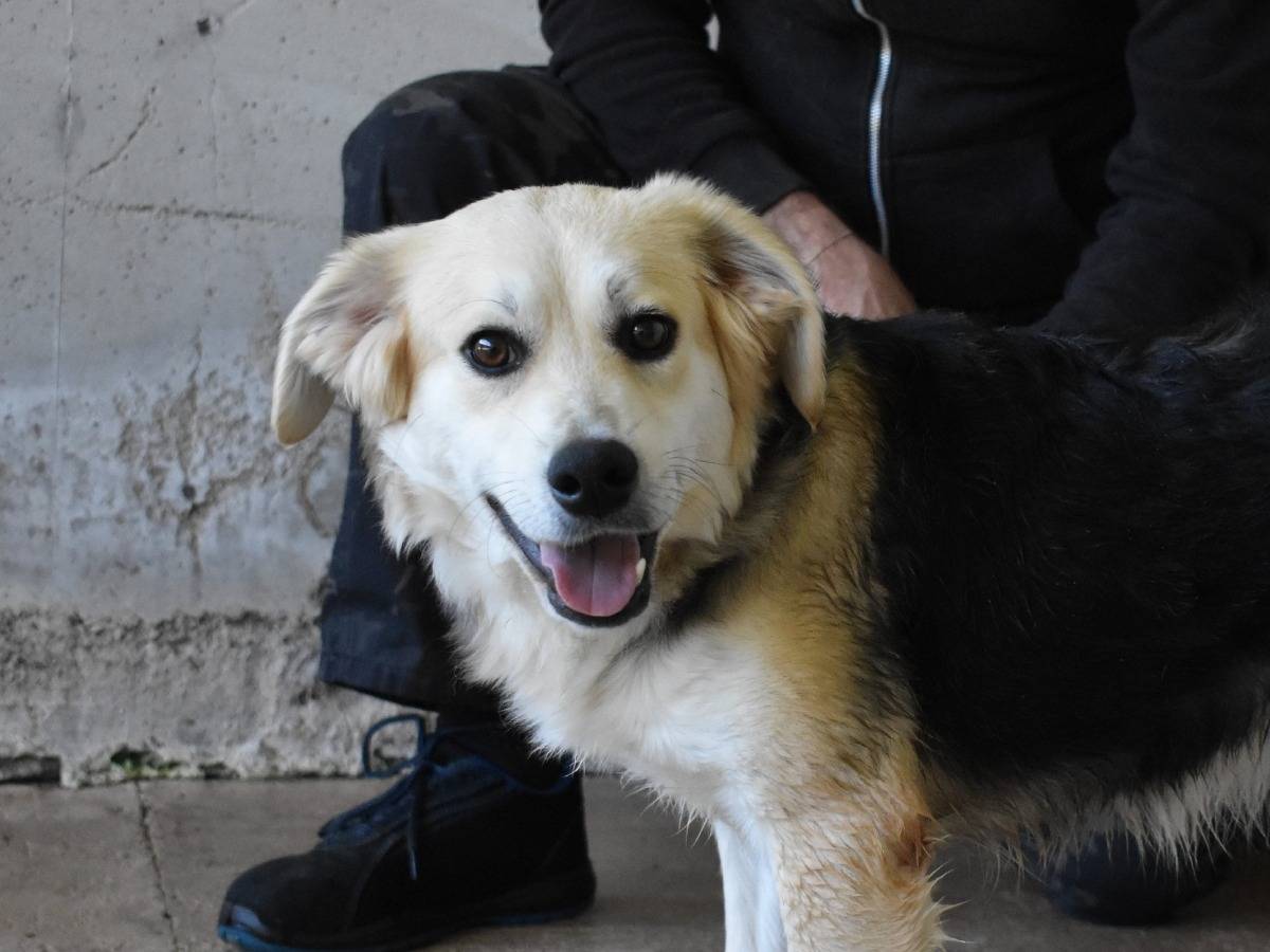 Adotta un cane, femmina, 7 mesi, Roma