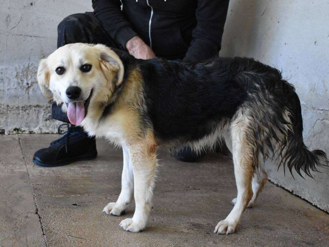 Adotta un cane, taglia media contenuta, femmina, Roma